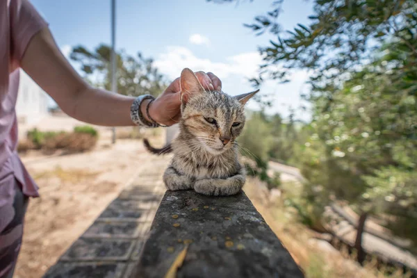 Giving love to a street cat, wide angle closeup — Stock Photo, Image