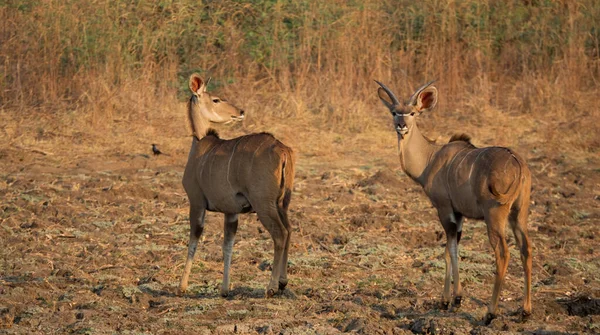 Αρσενικό και θηλυκό Kudu κοιτάζοντας πίσω στην κάμερα — Φωτογραφία Αρχείου