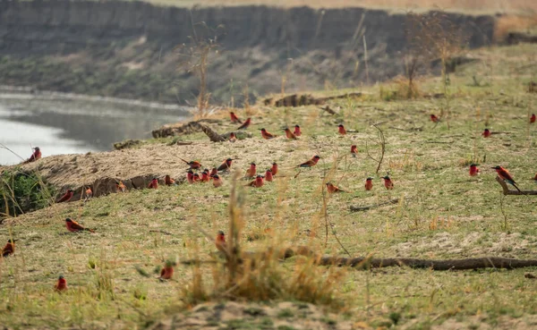 Sud carminio mangiatore di api grande gruppo vicino al fiume in Zambia — Foto Stock