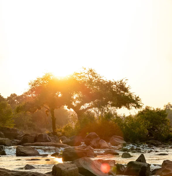 Sol sobre o rio cheio de pedras e árvores com céu brilhante — Fotografia de Stock