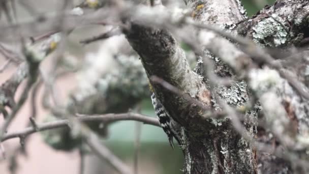 Вид профиля Woodpecker picidae на яблоню — стоковое видео