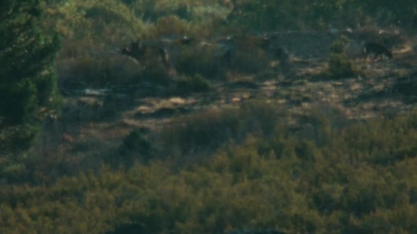 Muy largo tiro de manada de lobo con arena — Vídeos de Stock