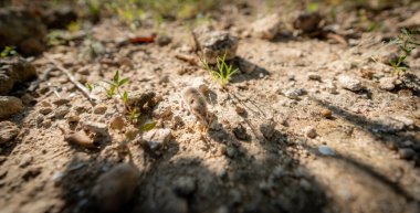 Mus spretus bebek fare etrafı kokluyor, geniş açı.
