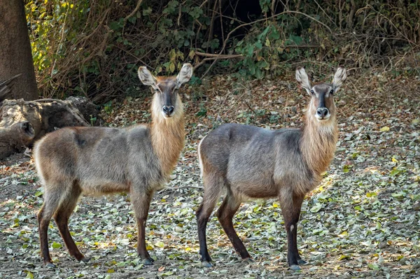 Két vad Waterbucks néz a kamerába. — Stock Fotó