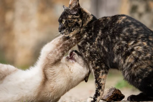 Carey and siamese cat fighting, profile view — Stock Photo, Image