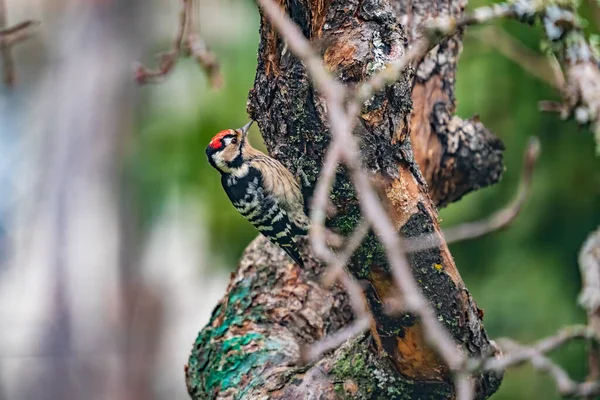 Specht Picidae Profil Blick über Apfelbaum — Stockfoto