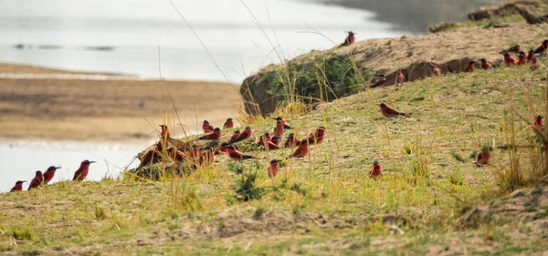 Carmine meridionale mangiatore di api grande gruppo di uccelli vicino al fiume — Foto Stock