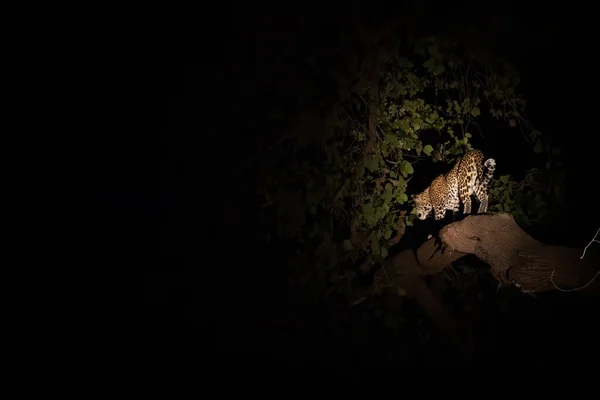 Wild leopard over tree branch at night, bottom view — Stock Photo, Image
