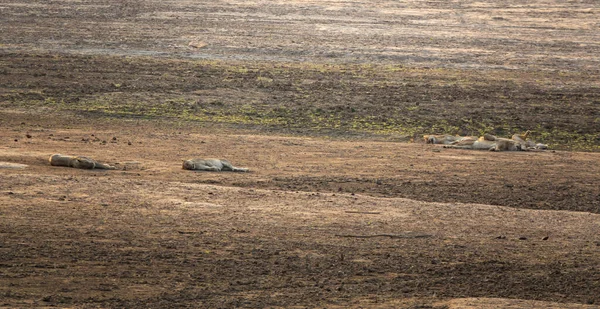 Много львов дремлет на песке возле реки — стоковое фото