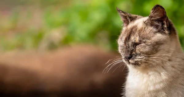 Kapalı gözlü kedi ve sol tarafta metin alanı — Stok fotoğraf