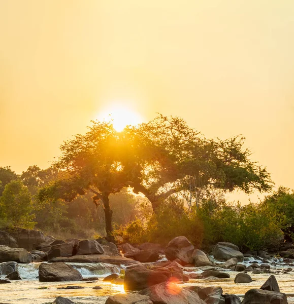 Sol sobre o rio e árvores com céu dourado — Fotografia de Stock