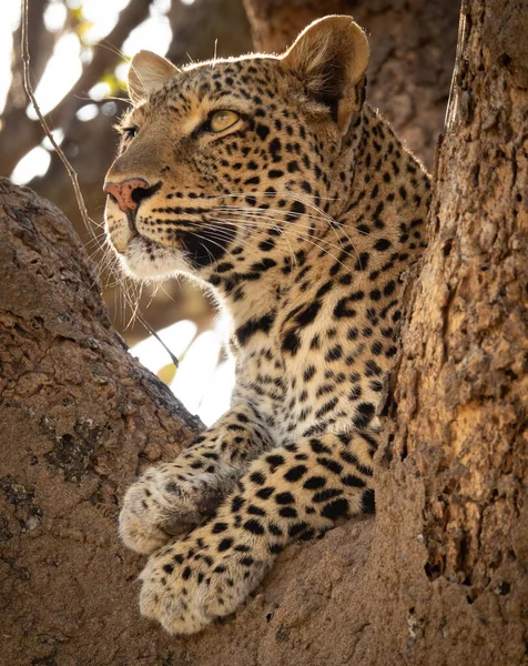 Άγρια λεοπάρδαλη πάνω από δέντρο κοιτάζοντας στον ορίζοντα — Φωτογραφία Αρχείου