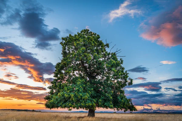 Castagno al crepuscolo con cielo nuvoloso — Foto Stock