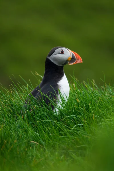 Portrait of puffin looking to the right — Stock Photo, Image