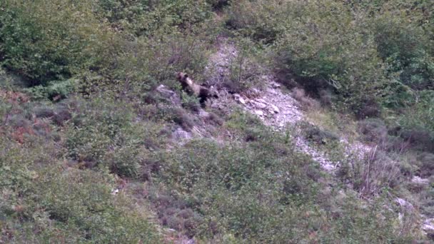 Urso selvagem na encosta de Somiedo, Astúrias, Espanha — Vídeo de Stock
