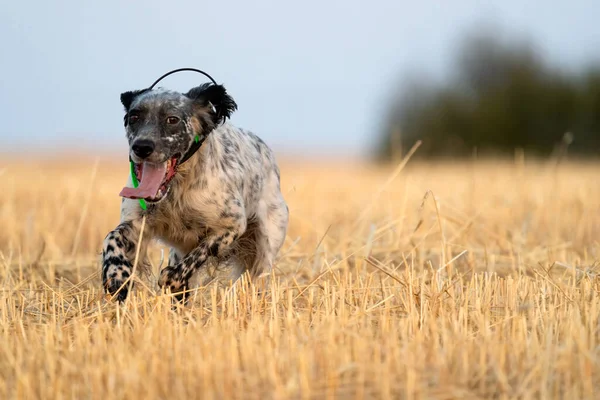 Ποδόσκυλο pointer που τρέχει με το ραδιόφωνο gps — Φωτογραφία Αρχείου
