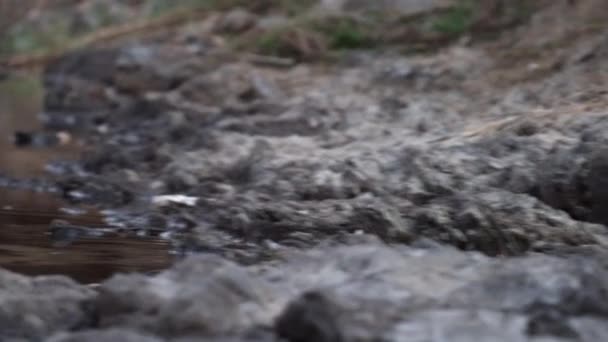 IJsvogel vissen bij zonsondergang in de rivier vijver — Stockvideo