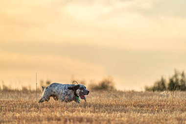 Pointer pedigree dog running with gps radio at dawn clipart