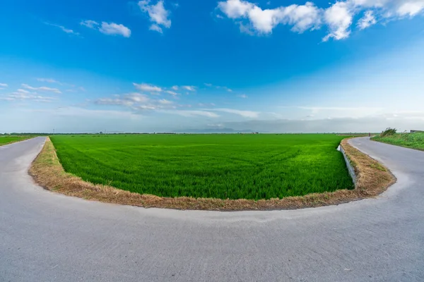 Estrada em forma de U perto de campos de arroz em Valência — Fotografia de Stock