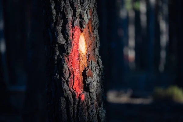 Casca de pinho aberta com resina na floresta — Fotografia de Stock
