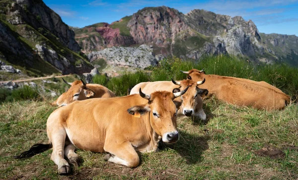 奶牛在山顶上的地面上 — 图库照片