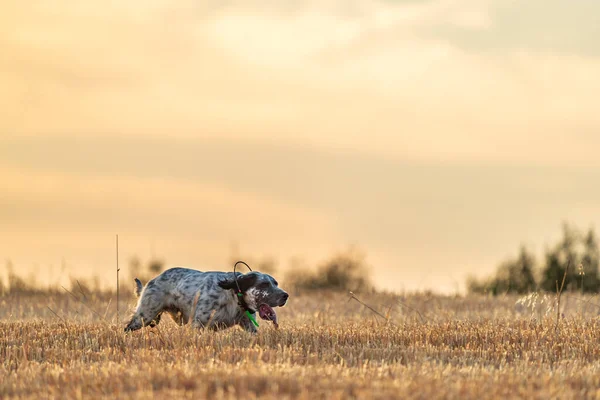 Şafakta GPS radyosuyla koşan işaretçi köpek. — Stok fotoğraf