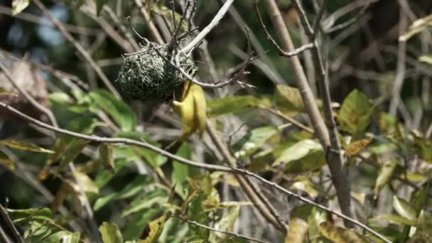 Weaver προσγείωση στη φωλιά με τα φύλλα σε αργή κίνηση — Αρχείο Βίντεο