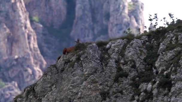 Chamois sur les rochers au sommet de la montagne, bouclable — Video