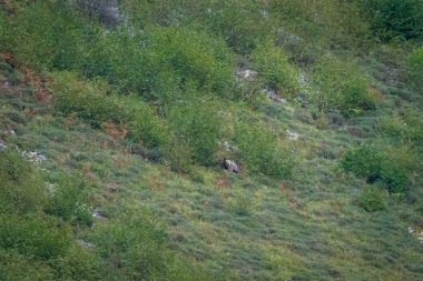 Somiedo, Asturias, İspanya 'nın yamaçlarında vahşi ayı