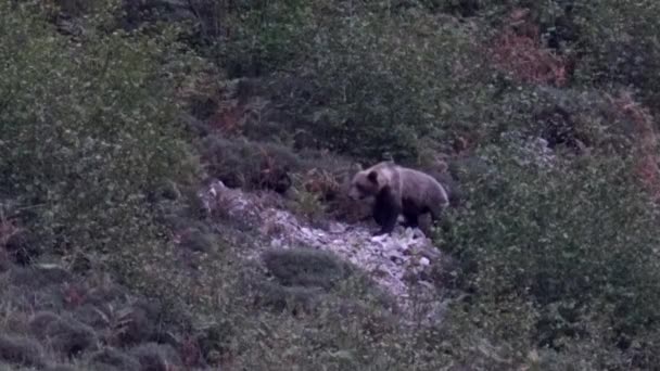 Urso selvagem aparece batendo o arbusto de Somiedo, Astúrias, Espanha — Vídeo de Stock