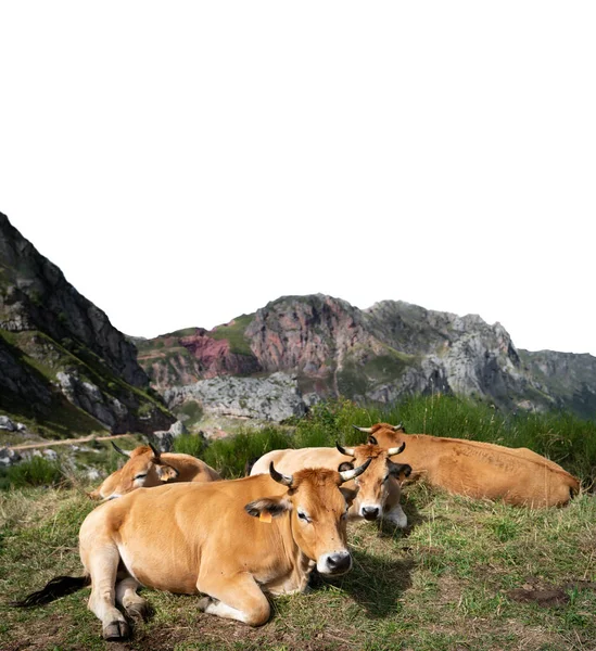 Vacas en el suelo en la cima de la montaña con espacio de texto — Foto de Stock