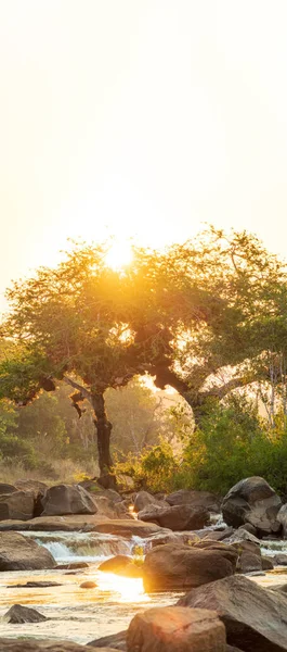 Sol sobre el río y árboles con sol al atardecer — Foto de Stock