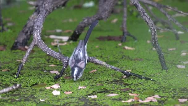 Long-tailed tit drinking water and flying out — Αρχείο Βίντεο