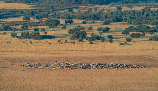 Bovinos ovinos no campo com azinheiras — Fotografia de Stock