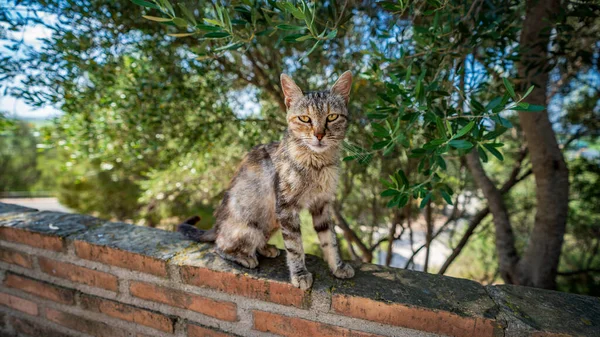 Zbloudilá kočka přes zábradlí hledící do kamery — Stock fotografie