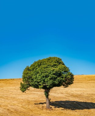 Kestane ağacı buğday tarlasında izole edilmiş.