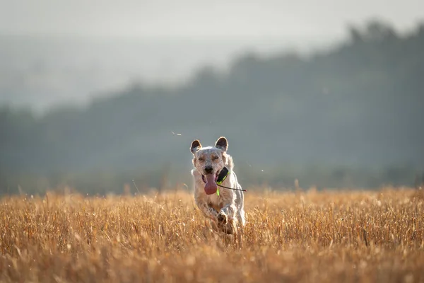 Ποδόσφαιρο pedigree σκυλί τρέχει με το ραδιόφωνο gps, μπροστινή όψη — Φωτογραφία Αρχείου