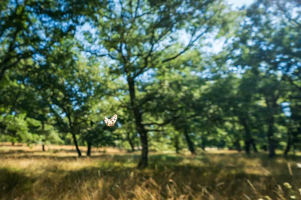 Πετάει πεταλούδα πάνω από το δάσος βελανιδιάς — Φωτογραφία Αρχείου