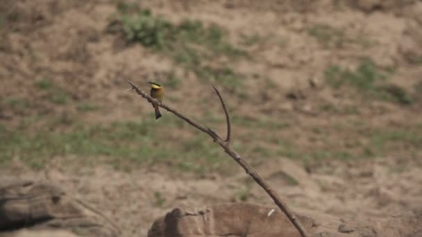 Bee-eater quitando la rama en cámara súper lenta — Vídeos de Stock