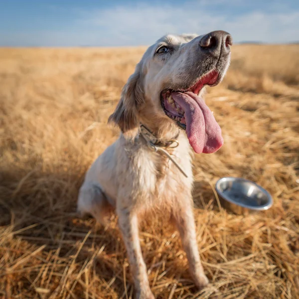 Puntatore pedigree doc grandangolo vista da vicino — Foto Stock