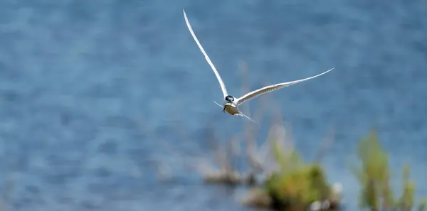 Common tern flying with fish on beak — Stock Photo, Image