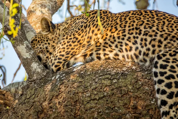 Leopardo selvatico che fa un pisolino in cima all'albero — Foto Stock