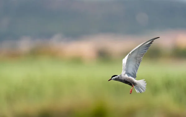 Tern comum no ar com asas abertas — Fotografia de Stock