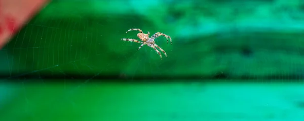 Nahaufnahme einer Spinne in der Mitte des Spinnennetzes — Stockfoto