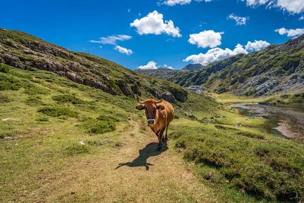 Dağlarda yürüyen inek, geniş açı manzaralı. — Stok fotoğraf