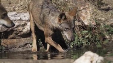 Kurt sürüsü süper yavaş çekimde gölete giriyor.