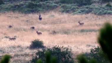 Büyük bir grup geyik otluyor ve zıplıyor.