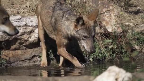 Pacote de lobo entrando lagoa em super câmera lenta — Vídeo de Stock