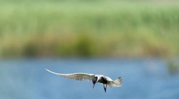 Common tern in flight with extended wings — Stock Photo, Image