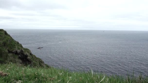 Puffin trying to land in super slow motion — Stock Video